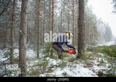 Le sciage de l'enregistreur de arbre, Tammela, Forssa, Finlande Banque D'Images