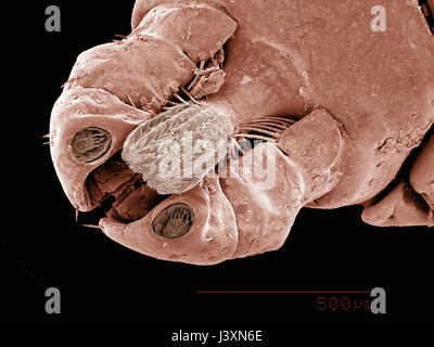 Pièces buccales d'un chien (Acari : Dermacentor sp.) dans l'empreinte d'un microscope électronique Banque D'Images