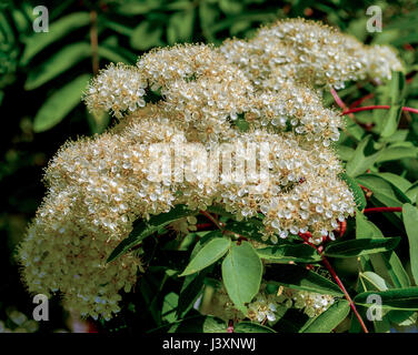 Fleurs Rowan Rowan. une diminution au printemps. Fleurs blanches de la Rowan Tree Banque D'Images