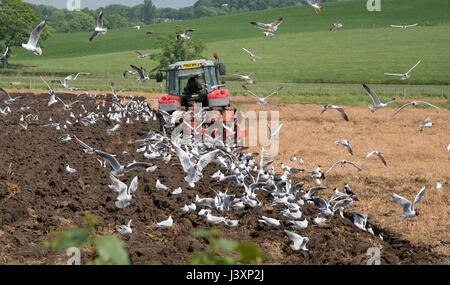 Les labours et les mouettes, Milnthorpe, Cumbria. Banque D'Images