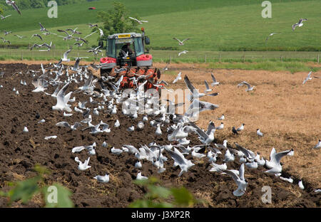 Les labours et les mouettes, Milnthorpe, Cumbria. Banque D'Images