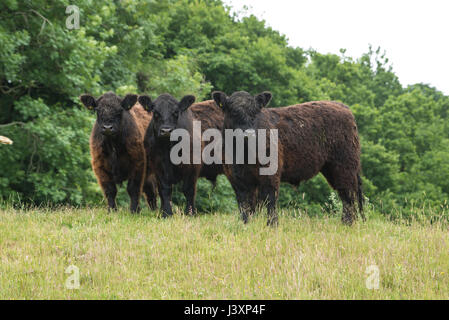 Trois bovins Galloway dans un champ, Dumfries, en Écosse. Banque D'Images