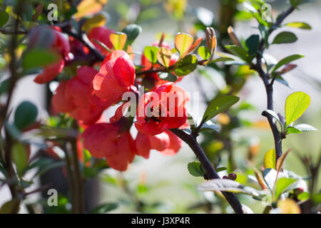 Chaenomeles speciosa Banque D'Images