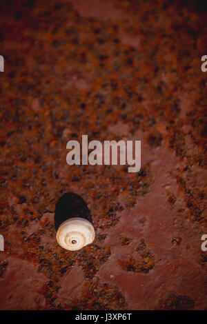 Coquille d'escargot blanc sur rouge Rusty metal casting surface d'ombre au coucher du soleil. Banque D'Images
