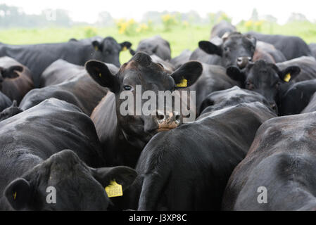 Close-up Aberdeen Angus bouvillons et génisses croisées à 26 à 29 mois dans la pluie, Macclesfield, Cheshire. Banque D'Images