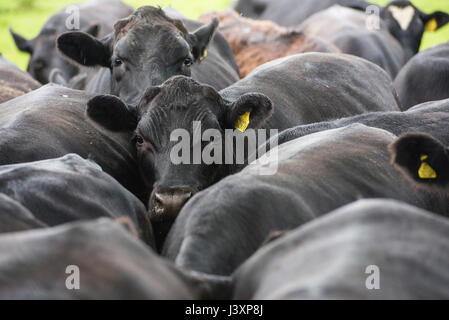 Close-up Aberdeen Angus bouvillons et génisses croisées à 26 à 29 mois dans la pluie, Macclesfield, Cheshire. Banque D'Images