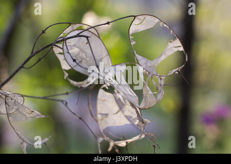Feuilles de lunaria Banque D'Images