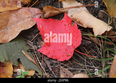 Feuille rouge humide unique parmi les feuilles mortes Brown. Banque D'Images