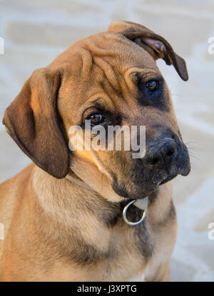 Boerboel chiot Banque D'Images