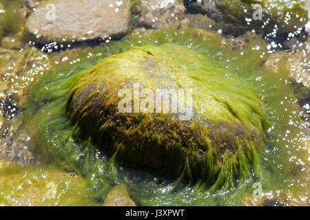 Mousse, couverts d'algues dans le lac Rock en Ontario Canada Banque D'Images