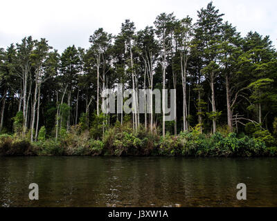 Totara forêt sur une terrasse donnant sur la rivière, l'île de whakapapa, Kakahi, King Country, Nouvelle-Zélande Banque D'Images