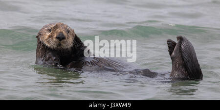 Curieux de loutre de mer (Enhydra lutris) flottant dans la baie de Monterey de l'océan Pacifique. Banque D'Images