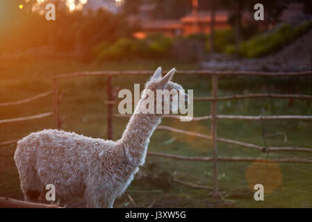 Animaux de compagnie à Lama péruvien à l'heure du coucher du soleil à la montagne farm Banque D'Images