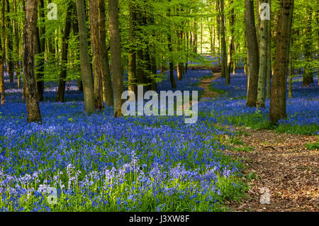 Jacinthes des bois au printemps en hêtre, Ashridge Estate England, UK, Royaume-Uni, Banque D'Images