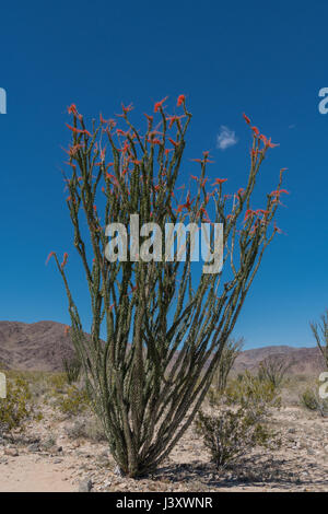 La floraison complète dans le désert au cours de superbloom Banque D'Images