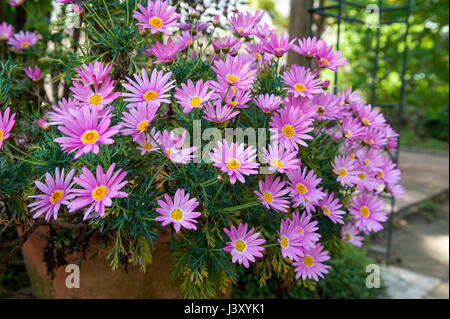 Pot de fleur d'Aster cordifolius - fleurs roses pendant la saison des fleurs dans le jardin botanique Banque D'Images