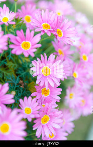 Aster cordifolius - fleurs roses pendant la saison des fleurs dans le jardin botanique Banque D'Images