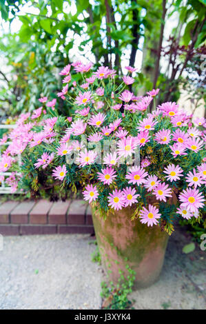 Pot de fleur d'Aster cordifolius - fleurs roses pendant la saison des fleurs dans le jardin botanique Banque D'Images