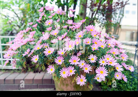 Pot de fleur d'Aster cordifolius - fleurs roses pendant la saison des fleurs dans le jardin botanique Banque D'Images