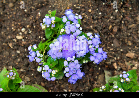 Mistflower Conoclinium coelestinum (bleu) ou bleu Ageratum mauve fleur plante poussant sur sol Banque D'Images