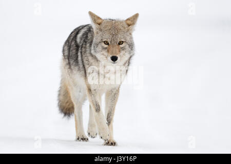 Coyote / Kojote ( Canis latrans ), en hiver, se rapproche, marche directement vers le photographe, contact oculaire, intensive vue frontale, WY, États-Unis d'Amérique. Banque D'Images