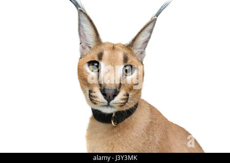 Beaux Lynx caracal 6 mois chaton en cuir collier assis sur fond blanc. Isolées. Studio shot. Copier l'espace. Banque D'Images