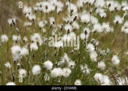 Eriophorum, coton, coton-herbe ou coton-herbe à Marshaw, Lancashire.UK Banque D'Images