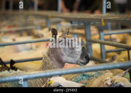 Un Bluefaced Leicester brebis dans un stylo à un marché de bétail. Banque D'Images