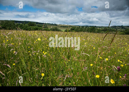 Fleur sauvage grass meadow, Longnor, Staffordshire. Banque D'Images