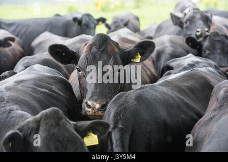 Close-up Aberdeen Angus bouvillons et génisses croisées à 26 à 29 mois dans la pluie, Macclesfield, Cheshire. Banque D'Images