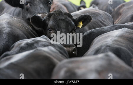 Close-up Aberdeen Angus bouvillons et génisses croisées à 26 à 29 mois dans la pluie, Macclesfield, Cheshire. Banque D'Images