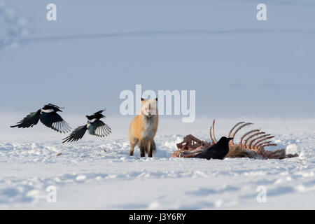 Red Fox (Vulpes vulpes) en hiver, la neige, debout à côté d'une carcasse, d'attente, à regarder, ensemble avec le vol des pies, NP Yellowstone, Wyoming, USA. Banque D'Images