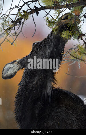 Elch / Orignal ( Alces alces ) en hiver, close-up, funny portrait, l'alimentation à partir d'un pin (arbre), semble avoir faim, région de Yellowstone, Wyoming, USA. Banque D'Images