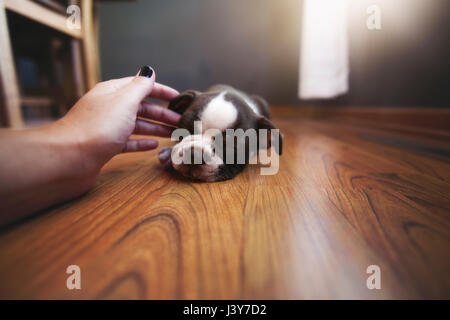 Woman's hand reaching out à Boston Terrier chiot couchage pet Banque D'Images