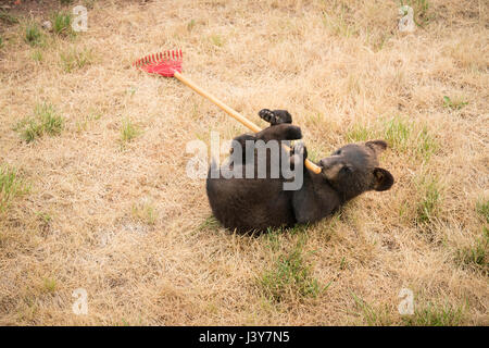 Bear cub lying on joue à nouveau avec le râteau, South Dakota, USA Banque D'Images