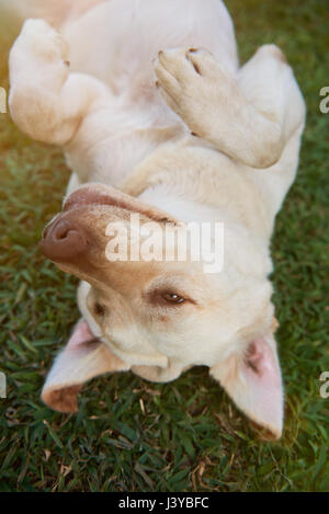 Chien labrador ludique sur l'herbe Vue de dessus. Brun mignon labrador portant sur l'herbe Banque D'Images