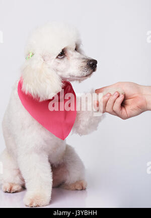 Triste caniche blanc à patte donnant les droits de l'isolé sur fond blanc. Caniche toiletté vous dire merci Banque D'Images