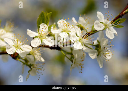 Close up of white apple en fleurs fleurs un jour de printemps à Baden, Allemagne Banque D'Images