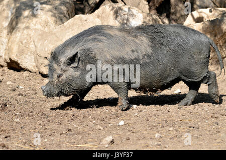 Libre femme cochon vietnamien potbellied (Sus scrofa domesticus) marcher sur le sol et Vue de profil Banque D'Images