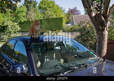 Un chat de gingembre est situé au sommet d'une voiture bleue garée dans une allée, un oiseau nichoir est fixé à un arbre sur le côté. Banque D'Images