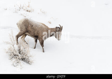 Le mouflon des montagnes / Dickhornschaf ( Ovis canadensis ) en hiver, jeune femme, marchant sur une colline, dans la neige profonde, Yellowstone, Wyoming, USA Banque D'Images