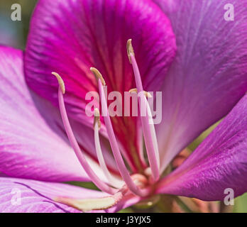 Close-up détail d'une fleur de géranium pourpre avec de grands pétales et des étamines à anthères jardin Banque D'Images