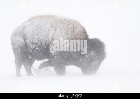 Bison d'Amérique / Amerikanischer ( Bison bison bison ) lors de blizzard, le matériel roulant, la neige La neige de patte, à la recherche de nourriture, NP Yellowstone, Wyoming, USA. Banque D'Images