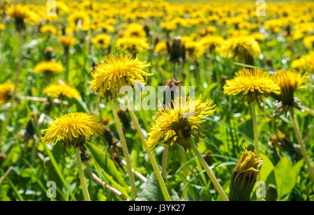 Champ de pissenlit sans fin dans la lumière du soleil. mer de fleurs. Banque D'Images