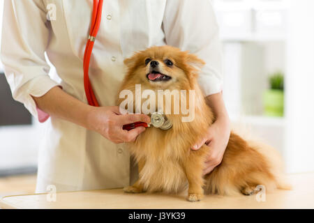 Le vétérinaire examine les chiens de races spitz avec stéthoscope dans clinic Banque D'Images