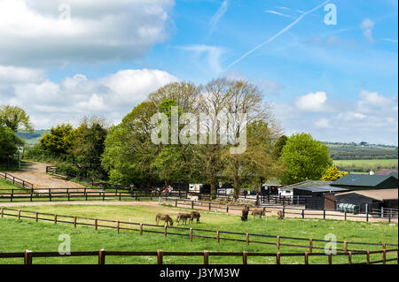 Dans Liscarroll Donkey Sanctuary, en Irlande. La charité, l'espace de copie, d'ânes, ciel bleu Banque D'Images