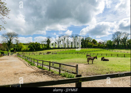 Dans Liscarroll Donkey Sanctuary, en Irlande. La charité, l'espace de copie, d'ânes, ciel bleu Banque D'Images