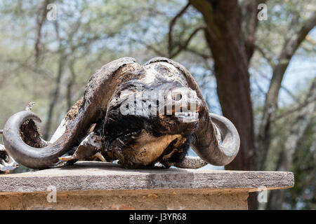 Dead Buffle Tête sur mur en Tanzanie Banque D'Images