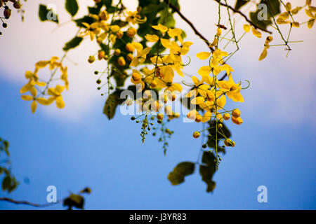 Arbre généalogique douche dorée (Cassia fistula) Banque D'Images