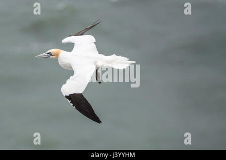 Fou de Bassan à Bempton Cliffs, une réserve naturelle, gérée par la RSPB,à l'Est de Bempton Riding of Yorkshire, Angleterre. Banque D'Images